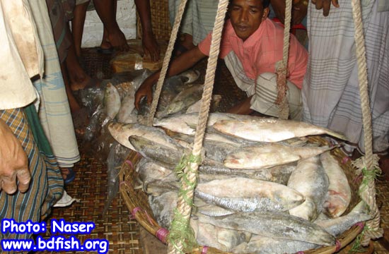Auction of Hilsha fishes at BFDC fish landing centre of Rajshahi