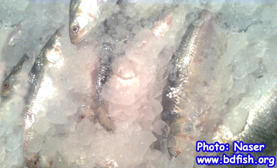 Ice preserved Hilsha fish at BFDC fish landing center of Rajshahi