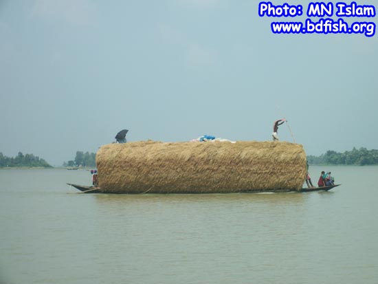 Transportation of goods by boat in chalan beel
