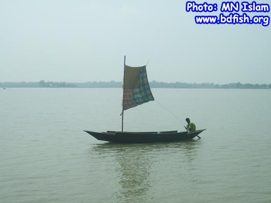 Transportation of people by boat with sail in chalan beel