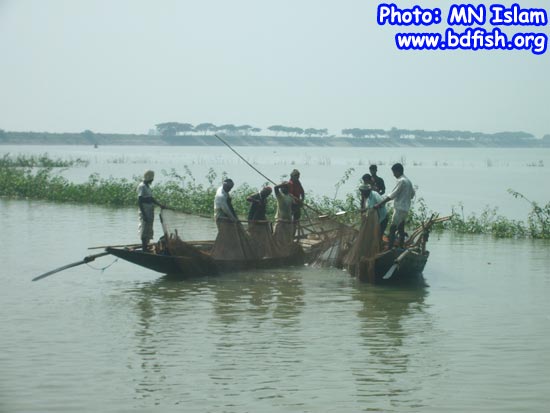 Fishing by net in chalan beel