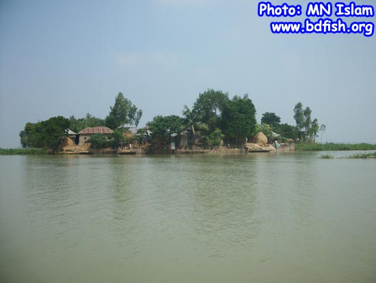 A typical small village in chalan beel