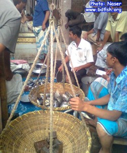 Auctioning in Shaheb bazar Fish market, Rajshahi