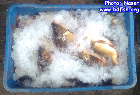 Preservation of fish by using ice