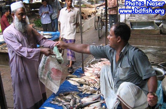 Selling of fish in Laxmipur market, Rajshahi