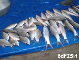 Polythene sheet used in keeping fish