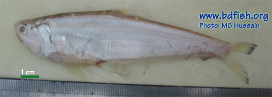 Gangetic hairfin anchovy, Setipinna phasa
