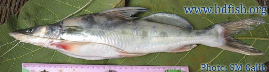 Long-whiskered catfish: Sperata aor