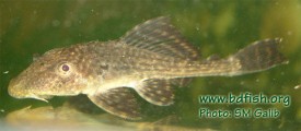 Suckermouth catfish, Hypostomus plecostomus