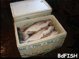 Thermocol box used for holding fish
