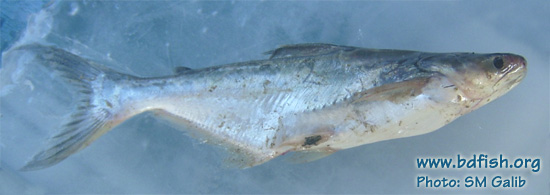 Pangas catfish: Pangasius pangasius