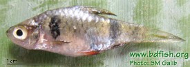 Spottedsail barb: Puntius phutunio