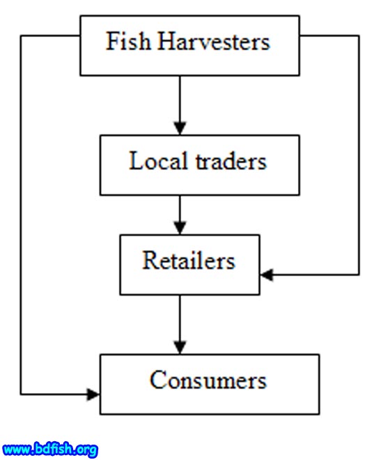 Figure-4. Marketing channel of harvested SIS in visited fish market (Shaheb bazar and Laxmipur)