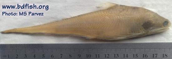 Ramcarat grenadier anchovy: Coilia ramcarati 