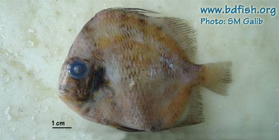 Spotted sicklefish, Drepane punctata (formalin preserved)