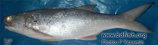 Indian threadfin: Leptomelanosoma indicum