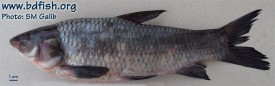 Black carp: Mylopharyngodon piceus