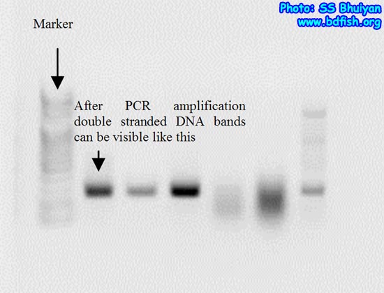 Double Stranded DNA Quality