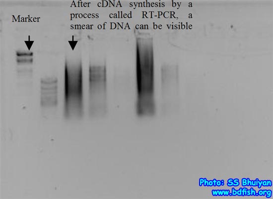 Single Stranded Complementary cDNA Quality