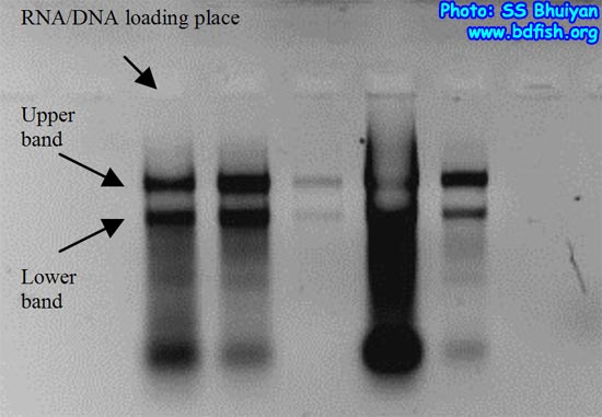Single Stranded Total RNA Quality