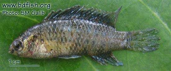 নাপিত কই, Dwarf chameleonfish
