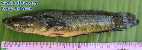 Spotted snakehead: Channa punctata