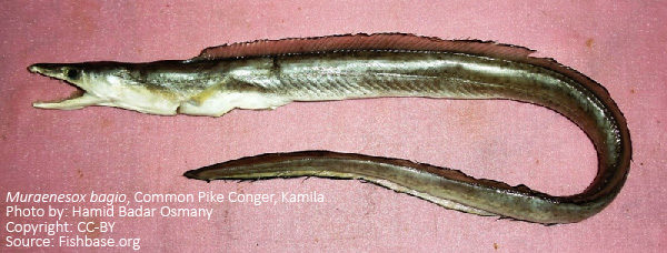 কামিলে, Common pike conger, Muraenesox bagio