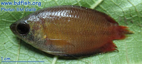 Honey gourami: Trichogaster chuna