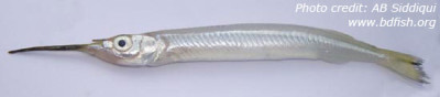 Congaturi halfbeak, Hyporhamphus limbatus (Valenciennes, 1847) | BdFISH ...