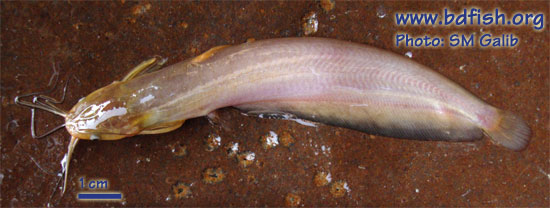 Stinging catfish: Heteropneustes fossilis