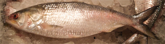 Tenualosa ilisha, one of the Least Concern (LC) Freshwater Fishes of Bangladesh