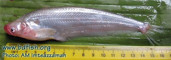 Pabdah catfish: Ompok pabda