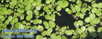 Duck weeds in Bangladesh – BdFISH Feature