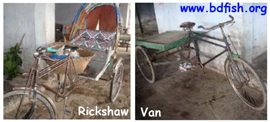 Rickshaw and Van as a transporter of fish