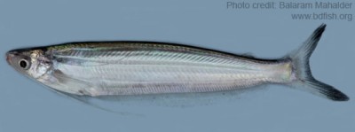 Photofeature: Freshwater Fishes of Sunamganj Haor Area (Part-A ...