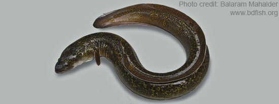 Indian mottled eel: Anguilla bengalensis bengalensis