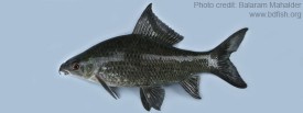 Photofeature: Freshwater Fishes of Sunamganj Haor Area (Part K-L ...