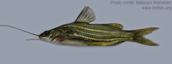 টেংরা, Striped dwarf catfish