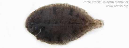 কাঠাঁলপাতা, Largetooth flounder