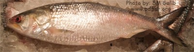 Why Hilsa is called “the king of fish”? The reasons behind unique ...