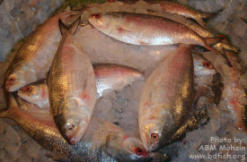 Hilsa shad: The national fish of Bangladesh