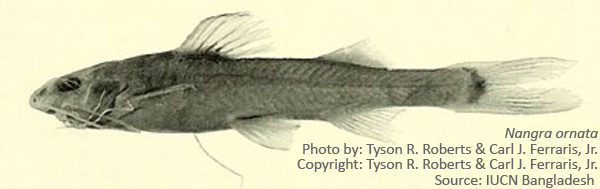 Top Ten Smallest Fishes of Bangladesh – BdFISH Feature