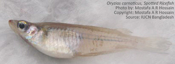 Oryzias carnaticus, Spotted Ricefish, Bechi