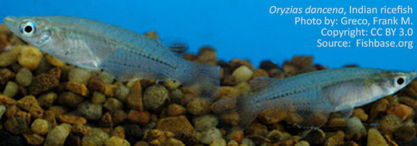 Oryzias dancena, Indian ricefish, Bechi