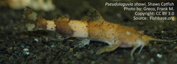 Pseudolaguvia shawi, Shaws Catfish