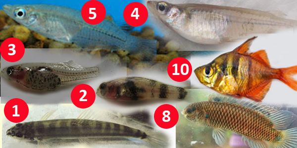 Top Ten Smallest Fishes of Bangladesh