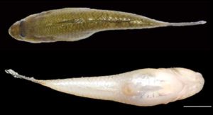 BdFISH Feature