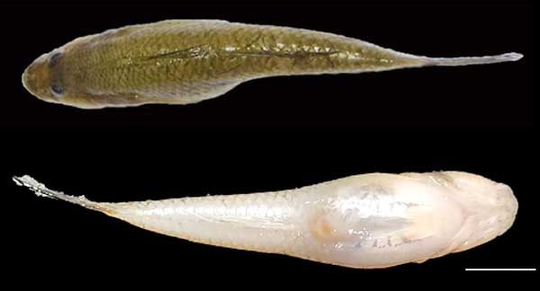 Figure 1: Full Picture of Glossogobius giuris (Female), Dorsal view (up), Ventral view (down)